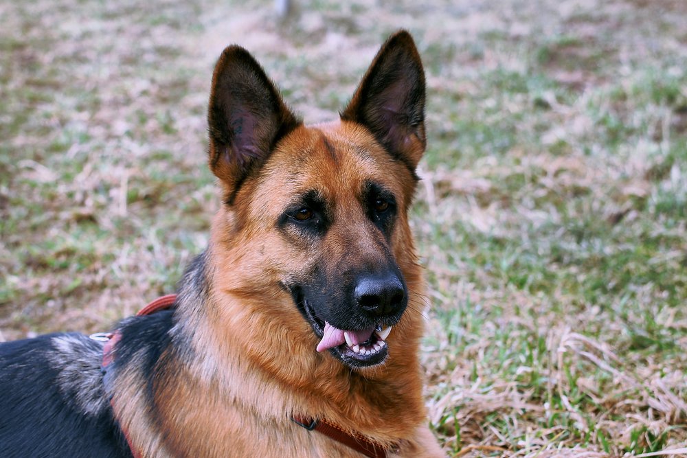 Deutscher-Schaeferhund-001.jpg