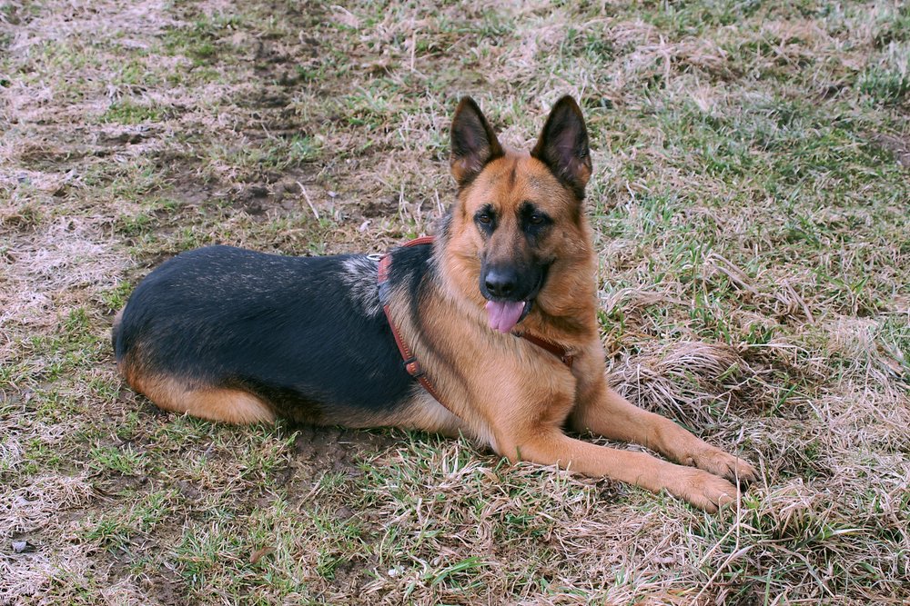 Deutscher-Schaeferhund-002.JPG