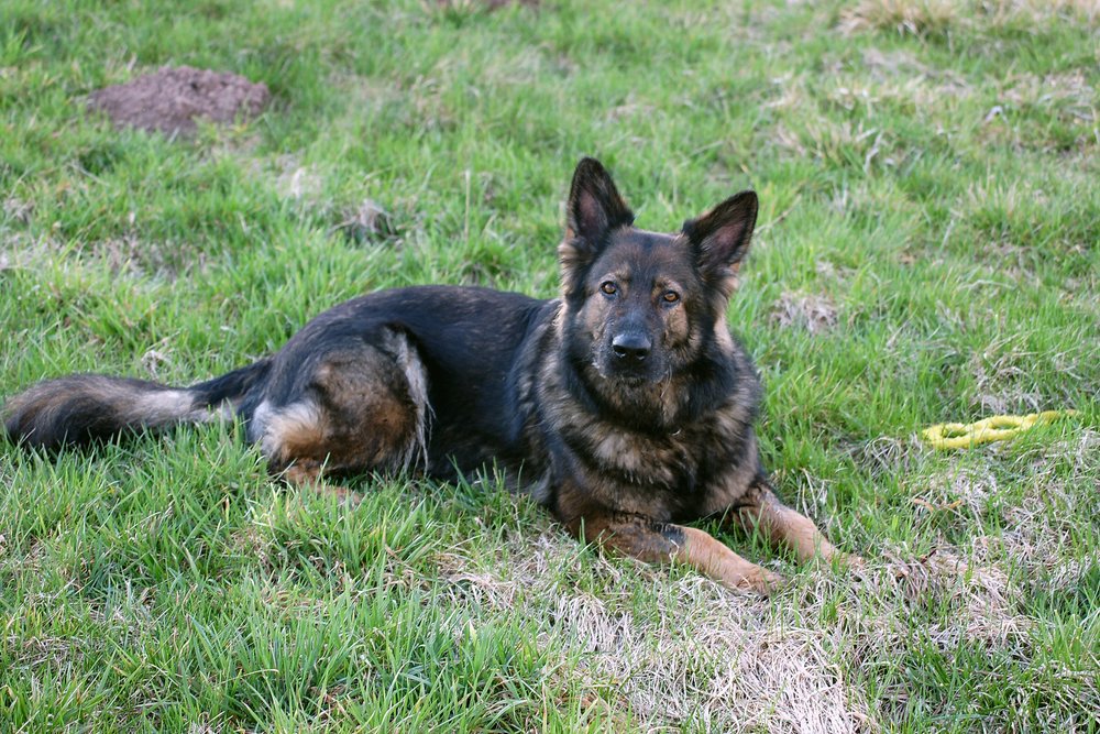 Deutscher-Schaeferhund-004.JPG