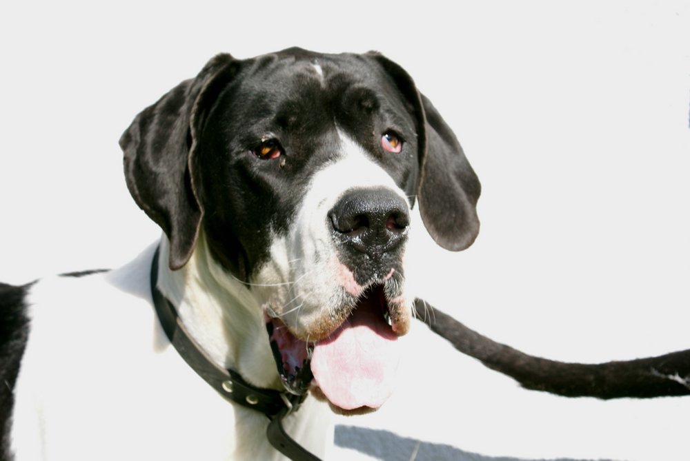 Dogge-001.JPG