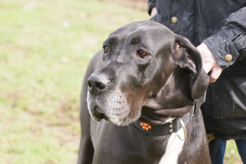 Dogge-007.JPG