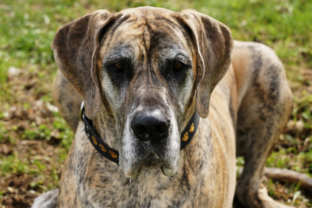Dogge-009.JPG