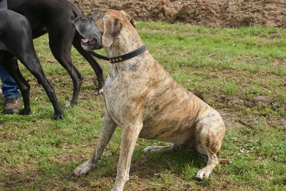 Dogge-010.JPG