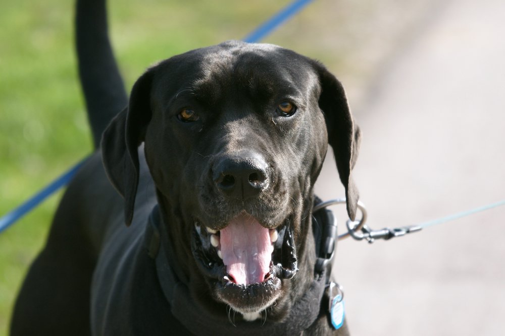 Dogge-Italienisch-001.JPG