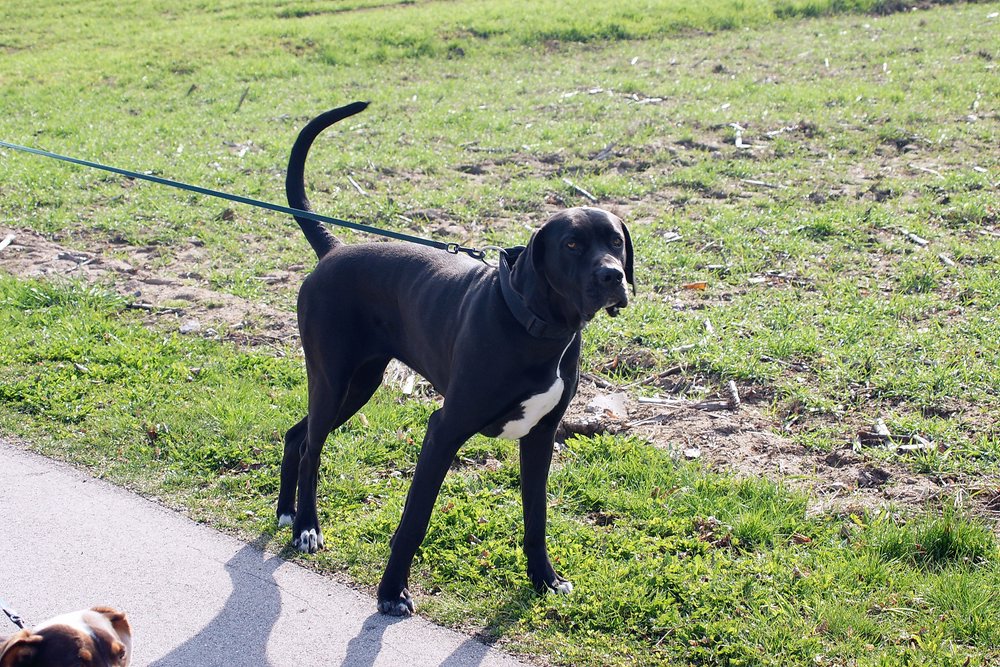 Dogge-Italienisch-002.JPG