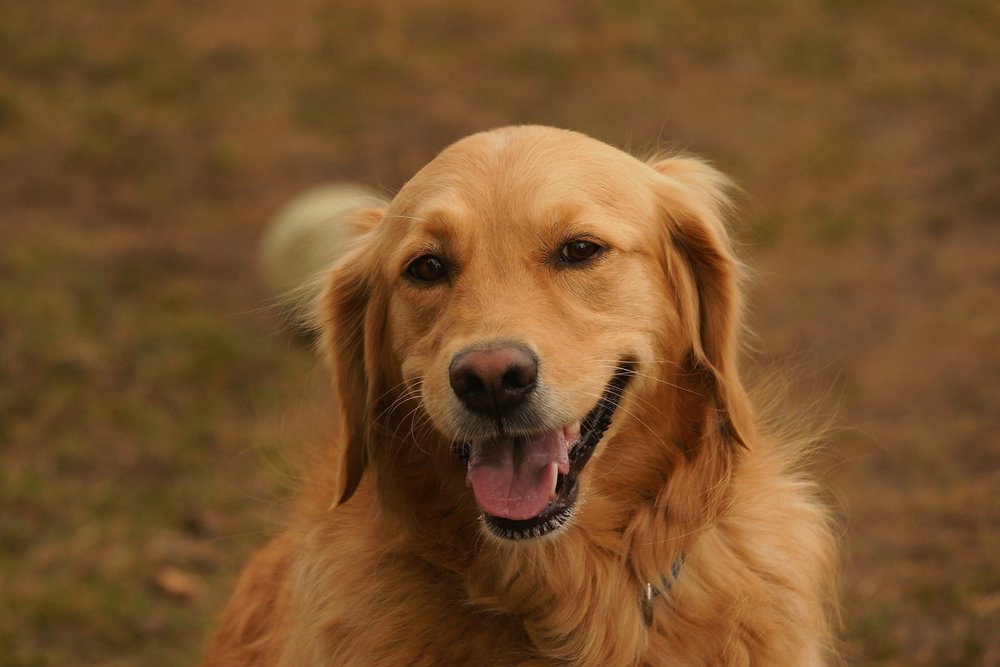 Golden-Retriever-001.JPG