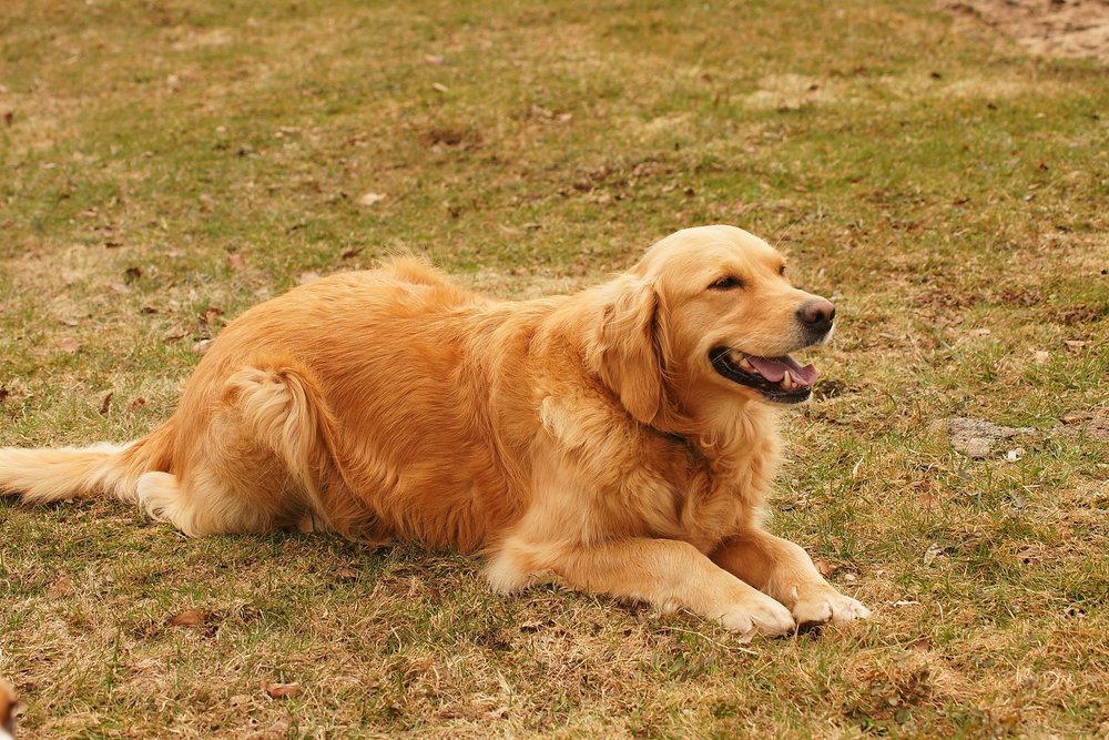 Golden-Retriever-002.JPG