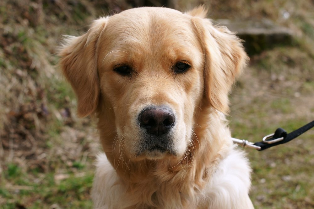 Golden-Retriever-003.JPG