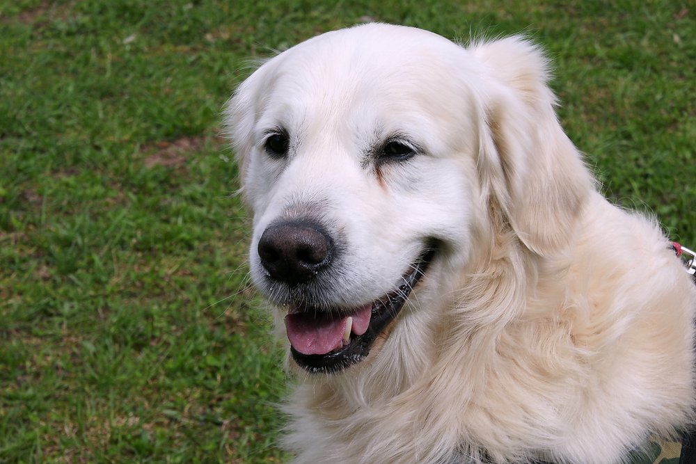 Golden-Retriever-005.JPG