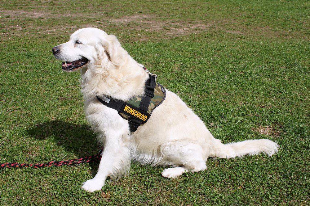 Golden-Retriever-006.JPG