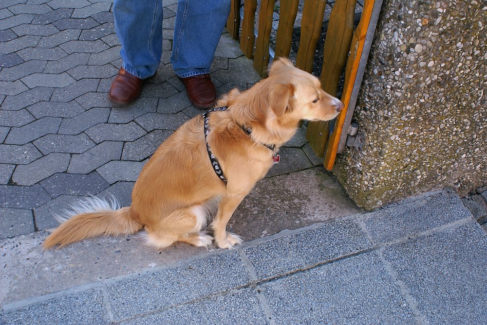 Golden-Retriever-Mix-002.JPG