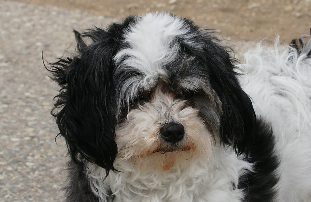 Havannese-001.jpg