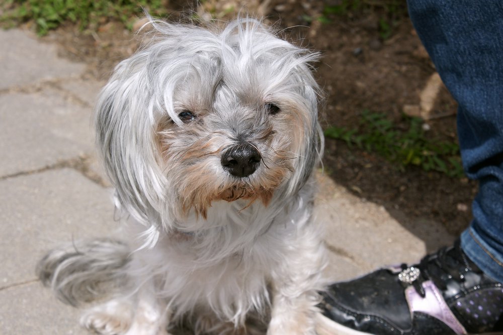 Havannese-003.JPG