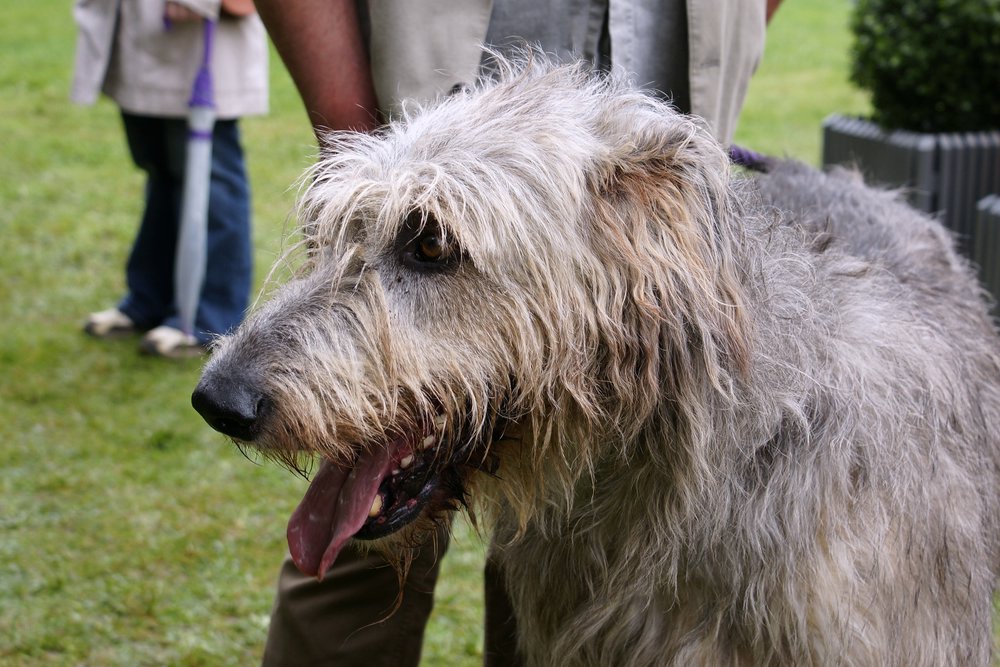 Irischer-Wolfshund-01.JPG