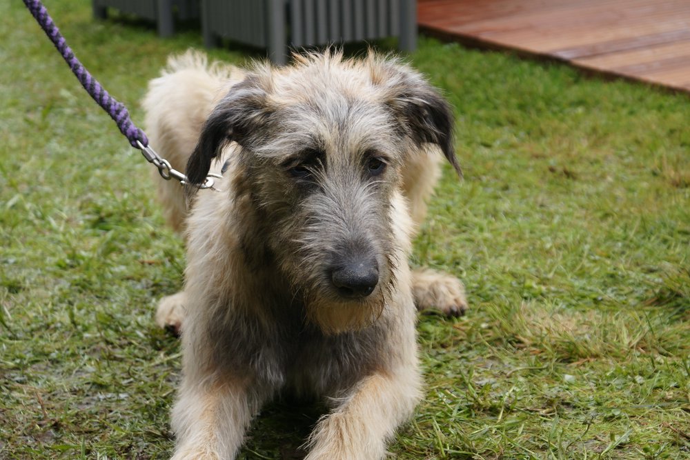 Irischer-Wolfshund-03.JPG