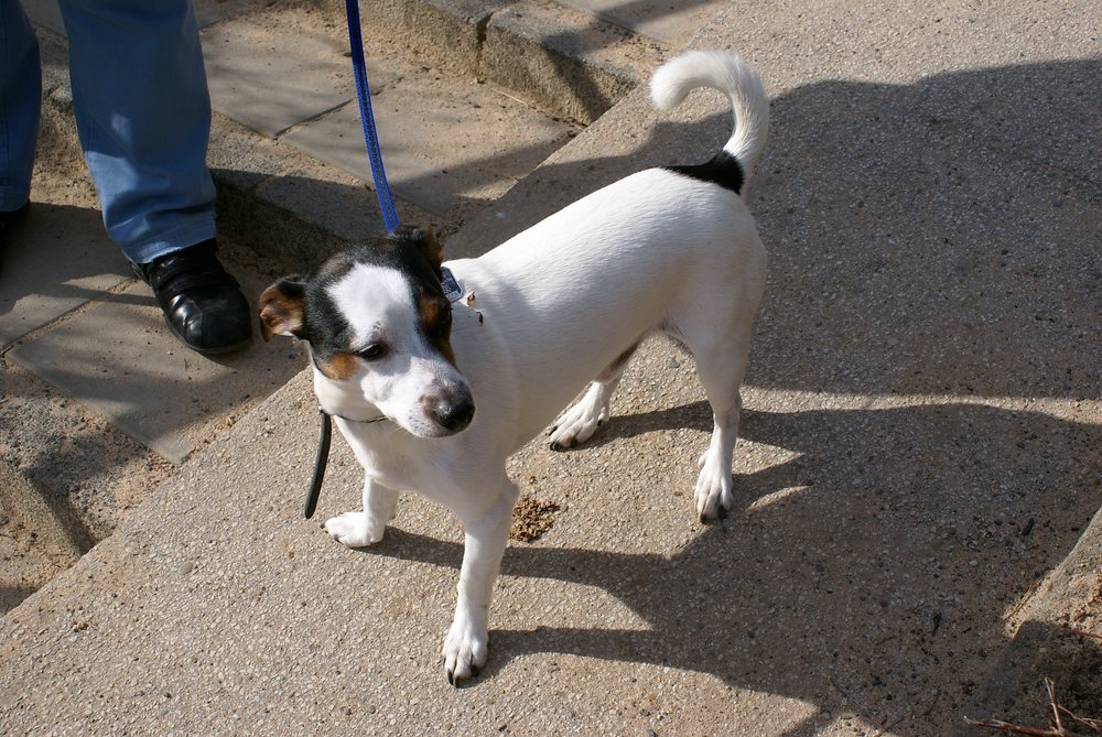 Jackrussel-002.JPG