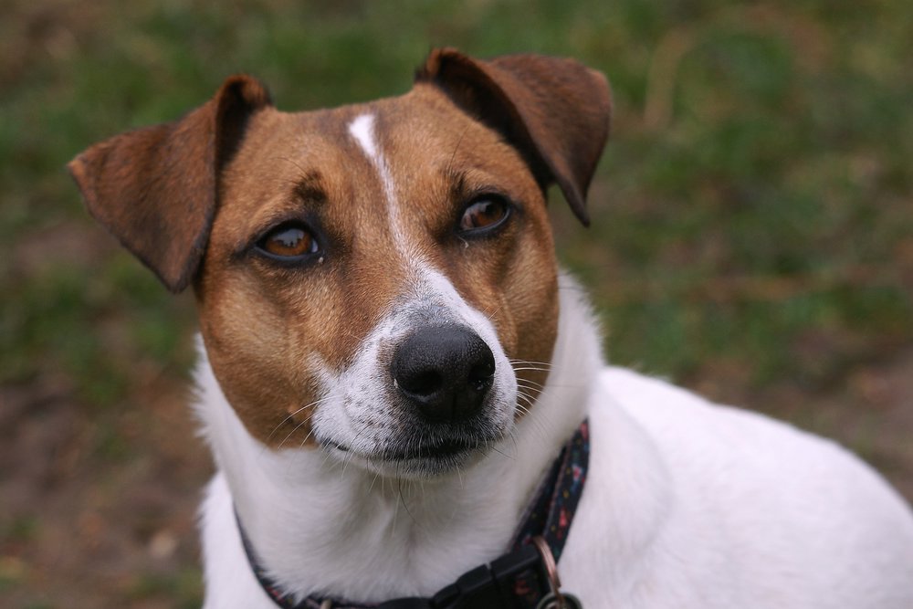 Jackrussel-003.JPG