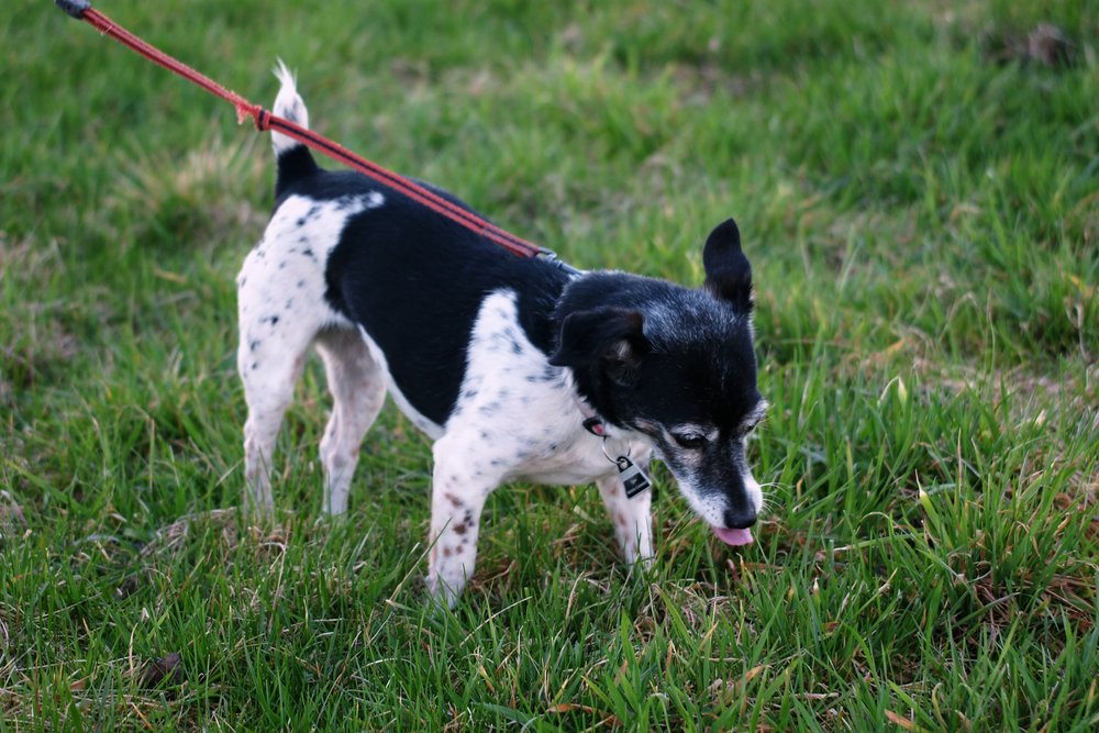 Jackrussel-006.JPG