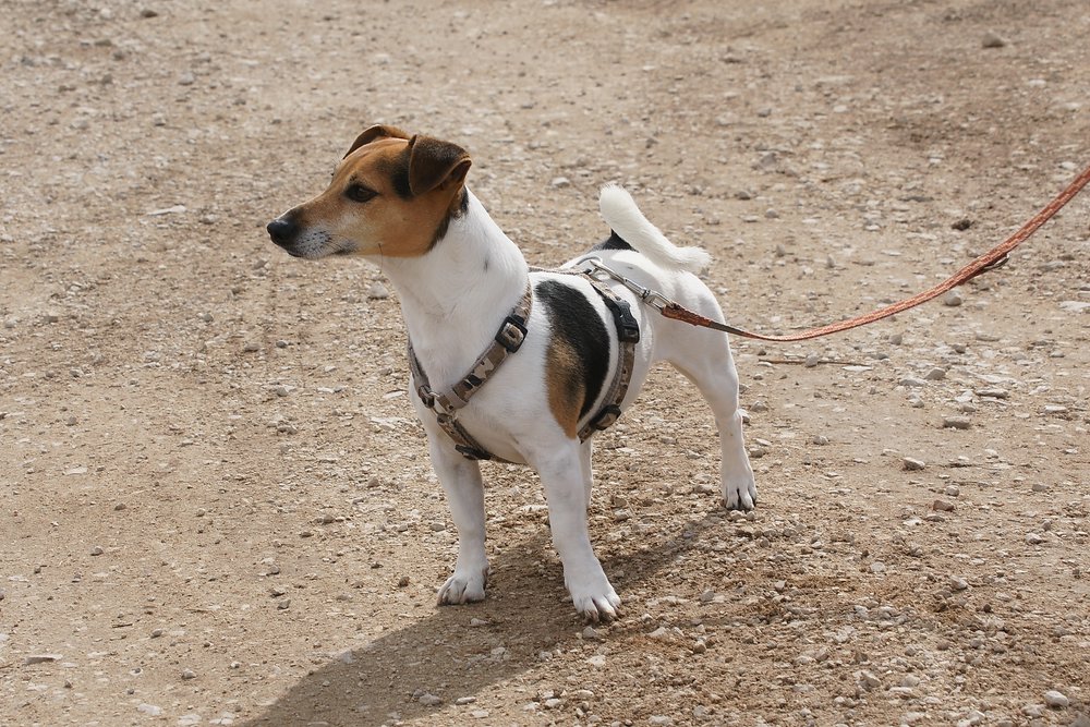 Jackrussel-008.JPG