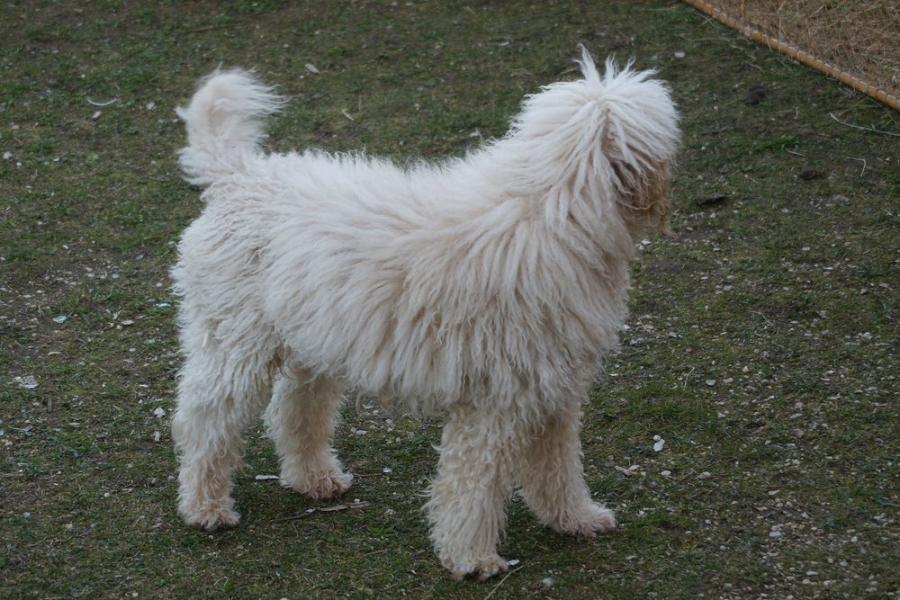 Knigs-Pudel-004.JPG