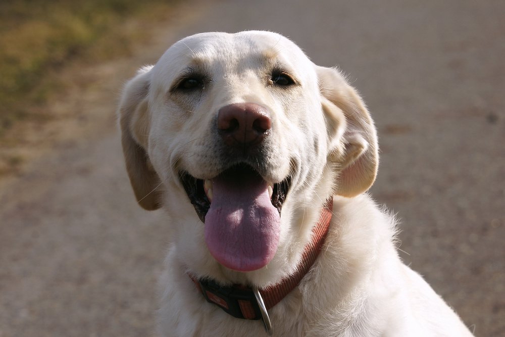 Labrador-001.JPG
