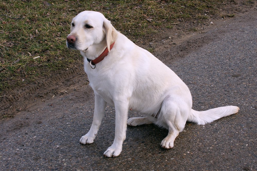 Labrador-002.JPG
