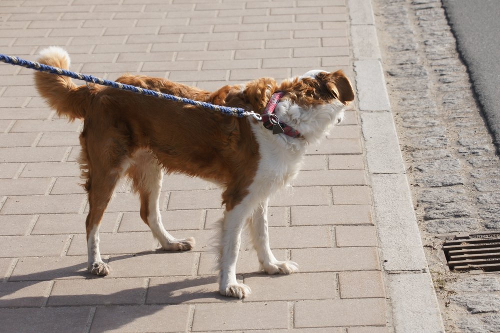 Labrador-Collie-Mix-002.JPG