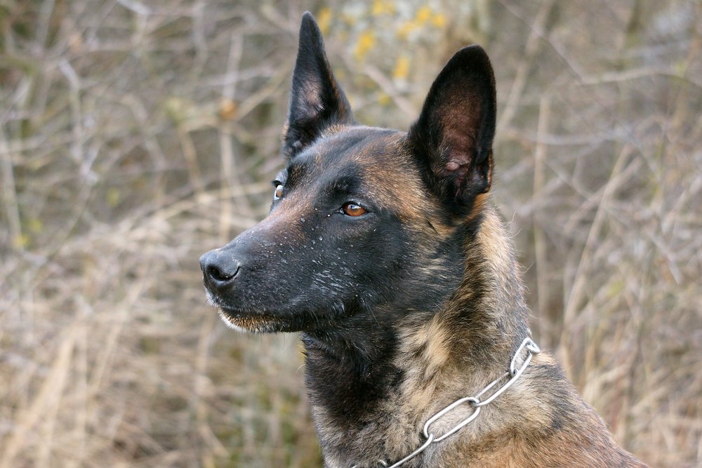 Malinois-Belgischer Schaeferhund-003.JPG