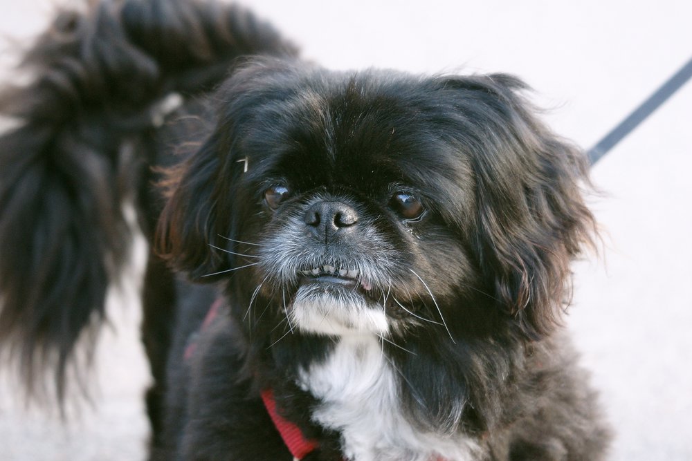 Pekinese-001.JPG