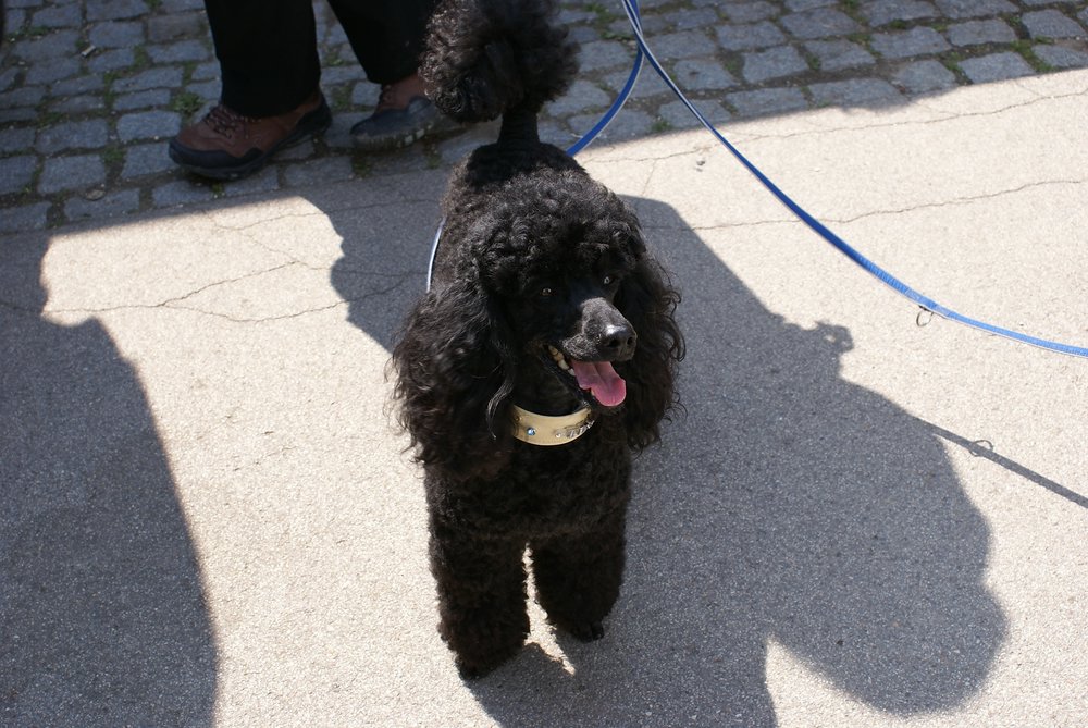 Pudel-007.JPG
