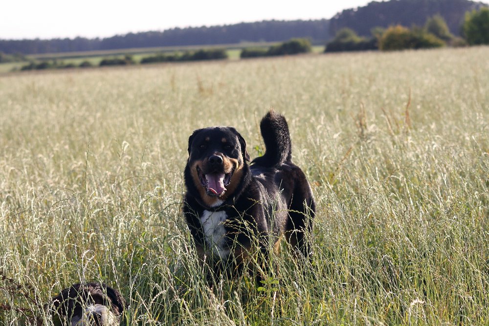 Rottweiler-Mix-002.jpg