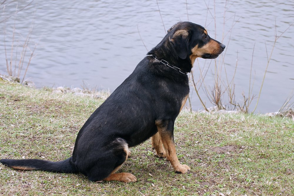 Sennenhund-Mix-002.JPG