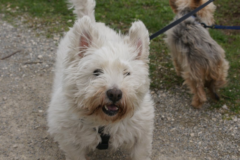 West-Highland-White-Terrier-003.JPG