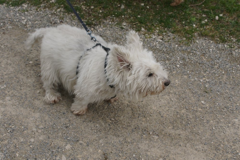 West-Highland-White-Terrier-004.JPG