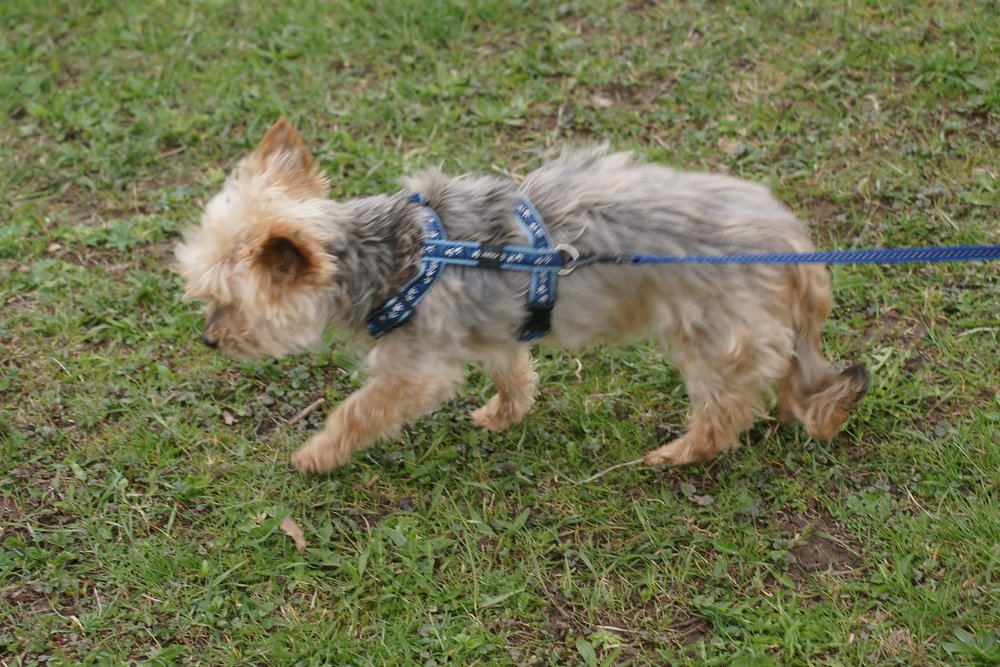 Yorkshire Terrier - 004.JPG