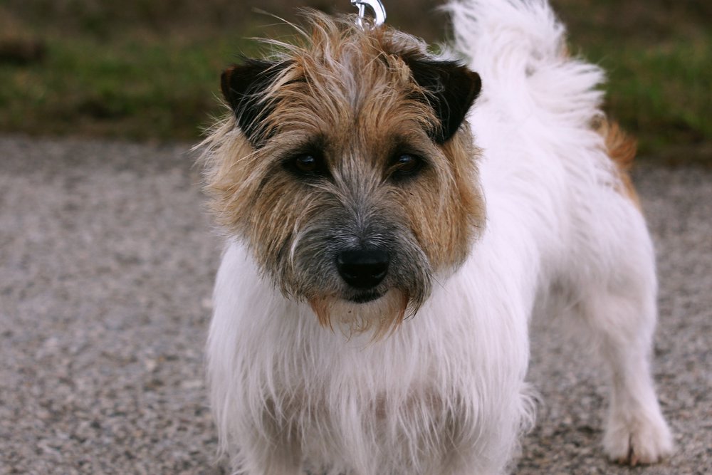 engl.Jackrussel-1.JPG