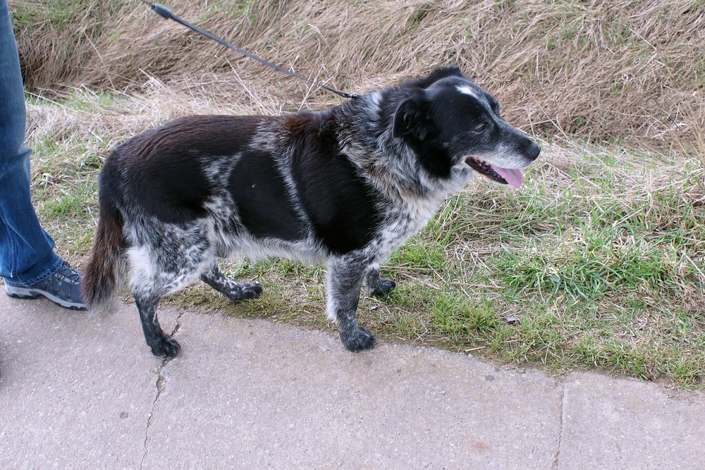 gro�er M�nsterl�nder-Mix-002.jpg