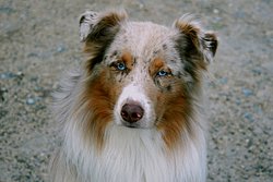 Australian Shepherd.jpg