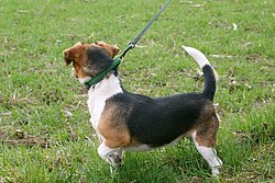 Beagle-Jackrussel-002.jpg