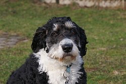 Border Collie-Mix-003.JPG