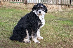 Border Collie-Mix-004.JPG