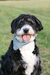 Border Collie-Mix-005.jpg