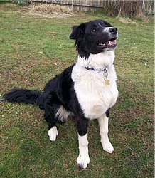 Border Collie-Mix-006.JPG