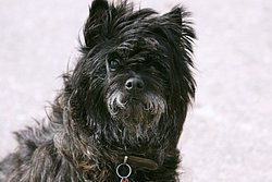 Cairn Terrier-001.JPG