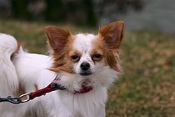 Chihuahua-001.JPG