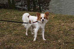 Chihuahua-002.JPG