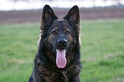 Deutscher-Schaeferhund-003.JPG