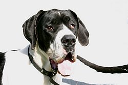 Dogge-001.JPG