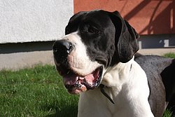 Dogge-002.JPG