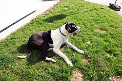 Dogge-003.JPG